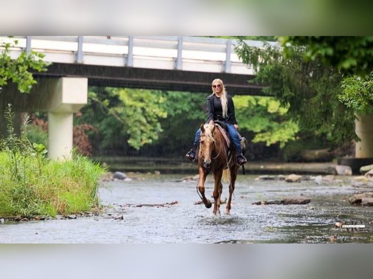 Tennessee walking horse Caballo castrado 12 años 160 cm Palomino in North Bloomfield