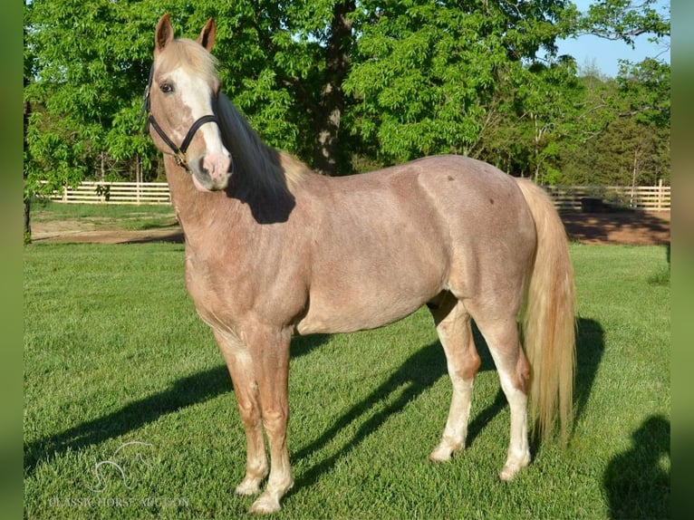 Tennessee walking horse Caballo castrado 12 años 163 cm Ruano alazán in Park Hills, MO