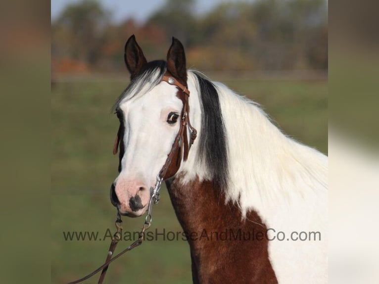 Tennessee walking horse Caballo castrado 12 años Castaño rojizo in Mount Vernon