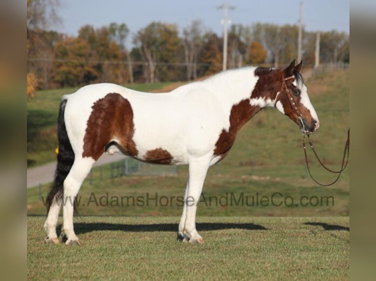 Tennessee walking horse Caballo castrado 12 años Castaño rojizo in Mount Vernon