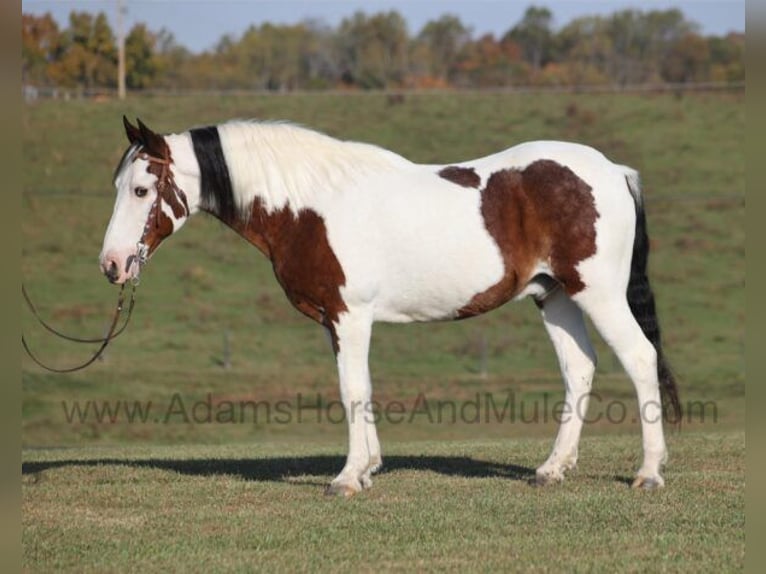 Tennessee walking horse Caballo castrado 12 años Castaño rojizo in Mount Vernon