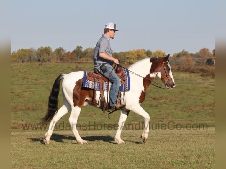 Tennessee walking horse Caballo castrado 12 años Castaño rojizo in Mount Vernon