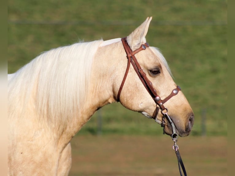 Tennessee walking horse Caballo castrado 12 años Palomino in Mount vernon KY