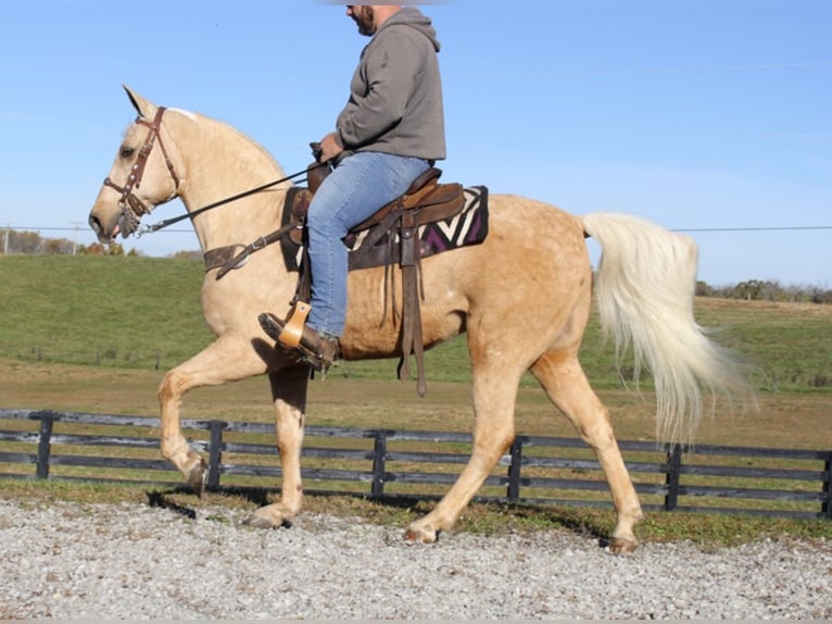 Tennessee walking horse Caballo castrado 12 años Palomino in Mount vernon KY