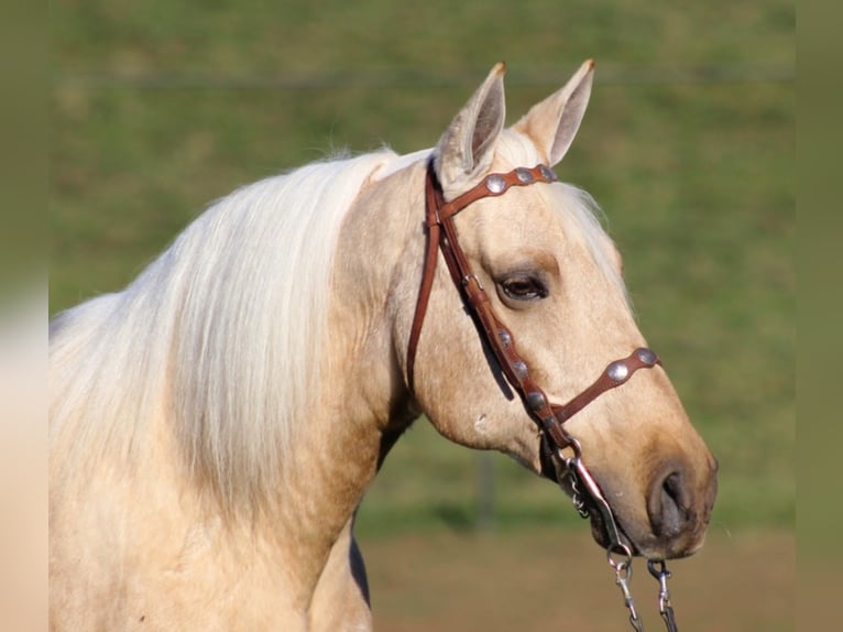 Tennessee walking horse Caballo castrado 12 años Palomino in Mount vernon KY