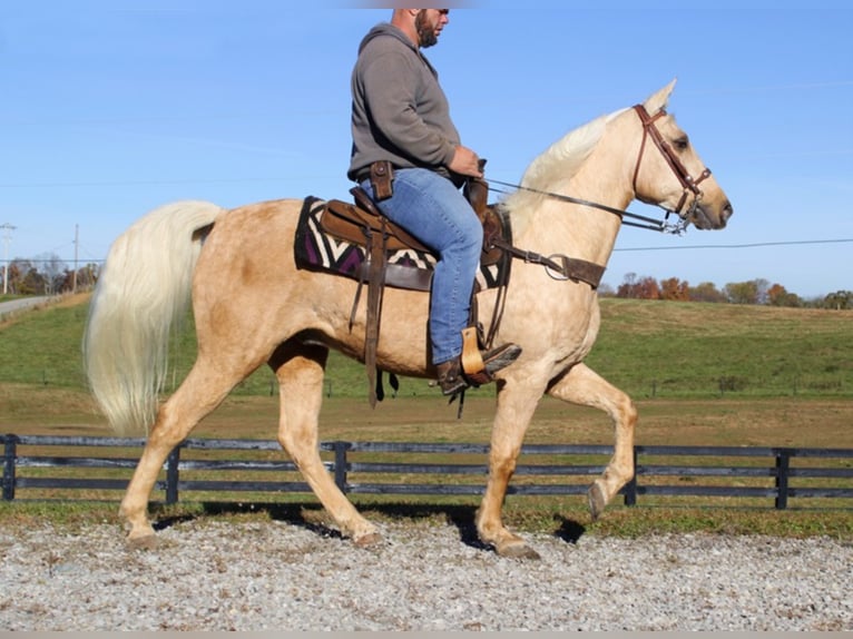 Tennessee walking horse Caballo castrado 12 años Palomino in Mount vernon KY