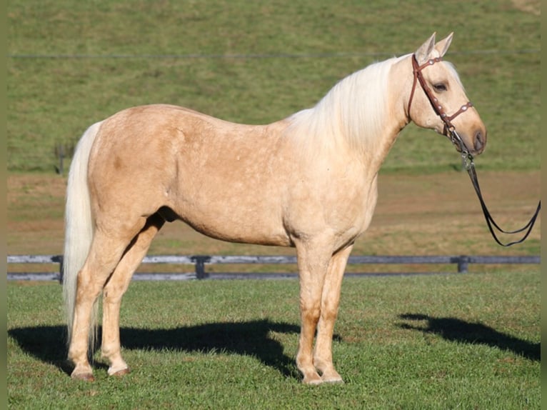 Tennessee walking horse Caballo castrado 12 años Palomino in Mount vernon KY