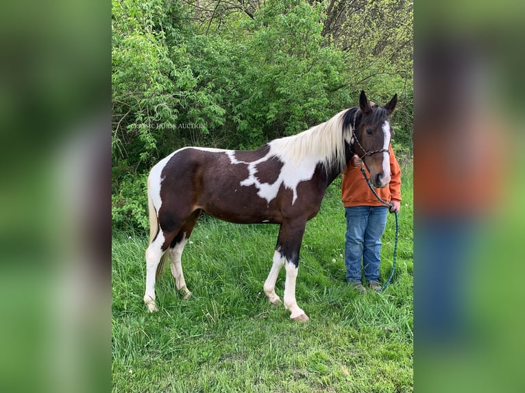 Tennessee walking horse Caballo castrado 13 años 122 cm Negro in Winchester,KY