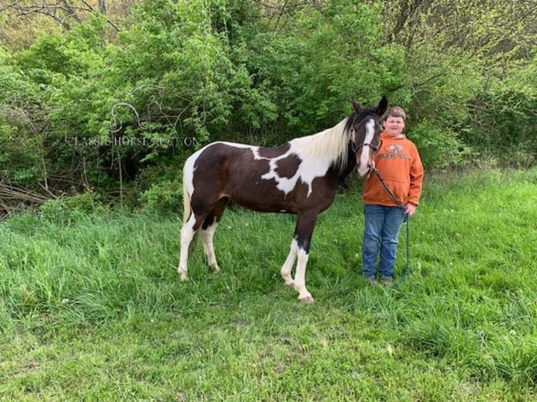 Tennessee walking horse Caballo castrado 13 años 122 cm Negro in Winchester,KY