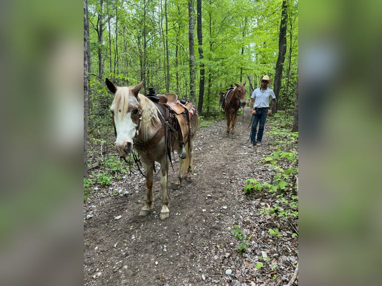 Tennessee walking horse Caballo castrado 13 años 132 cm Ruano alazán in Gerald, MO