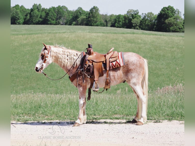 Tennessee walking horse Caballo castrado 13 años 132 cm Ruano alazán in Gerald, MO