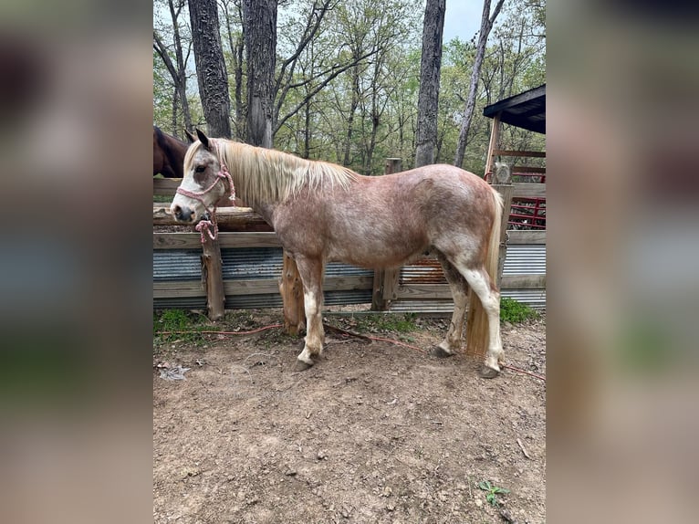 Tennessee walking horse Caballo castrado 13 años 132 cm Ruano alazán in Gerald, MO