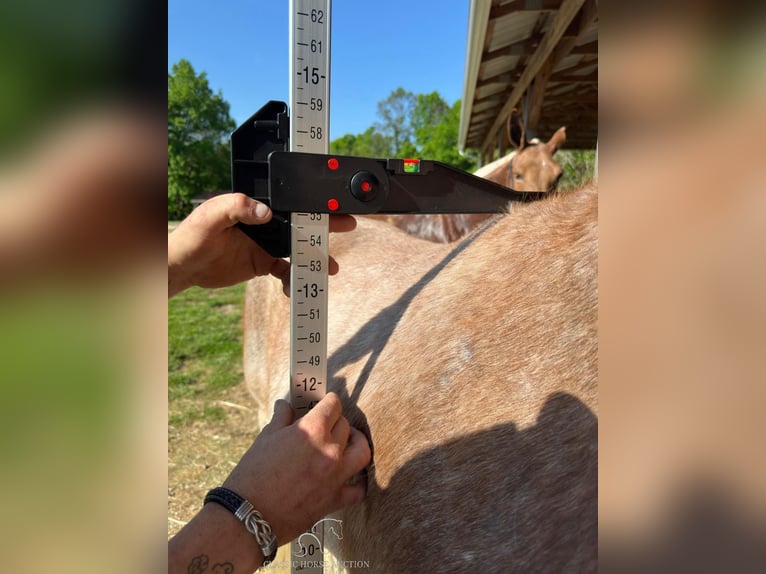 Tennessee walking horse Caballo castrado 13 años 132 cm Ruano alazán in Gerald, MO