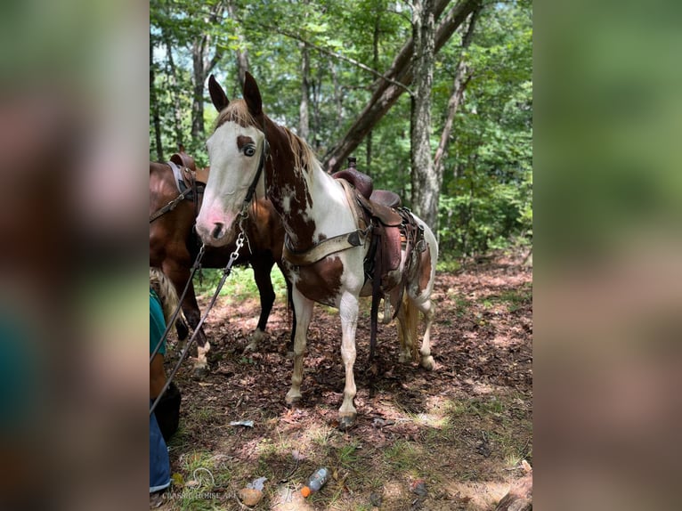 Tennessee walking horse Caballo castrado 13 años 142 cm Tobiano-todas las-capas in Rockholds, KY