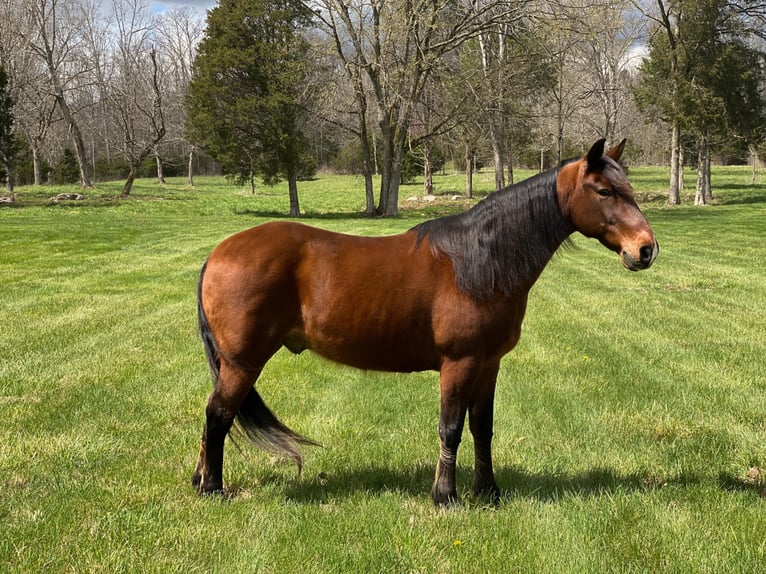 Tennessee walking horse Caballo castrado 13 años 147 cm Castaño rojizo in Whitley City, KY