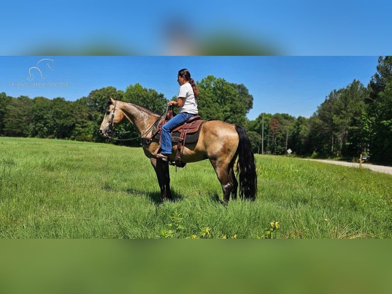 Tennessee walking horse Caballo castrado 13 años 152 cm Buckskin/Bayo in Gillsville, ga