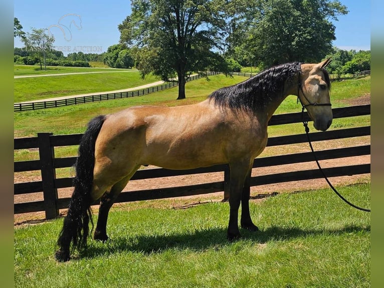 Tennessee walking horse Caballo castrado 13 años 152 cm Buckskin/Bayo in Gillsville, ga