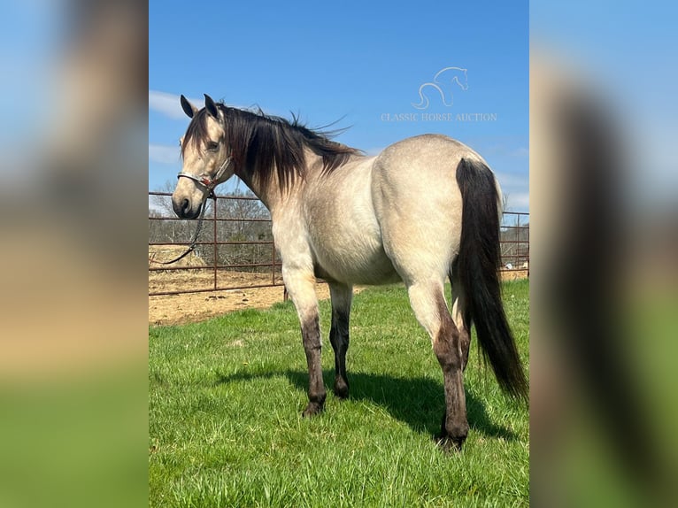 Tennessee walking horse Caballo castrado 13 años 152 cm Buckskin/Bayo in Petersburg, TN