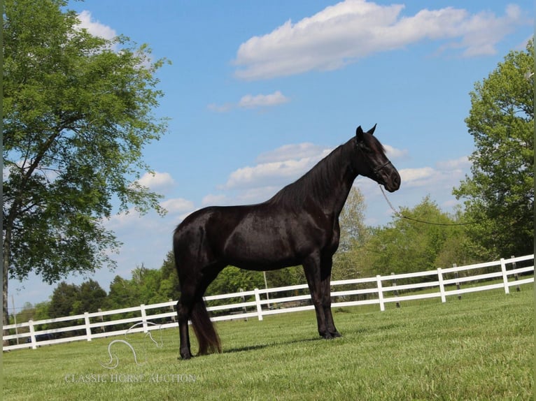 Tennessee walking horse Caballo castrado 13 años 152 cm Negro in Lewisburg,TN