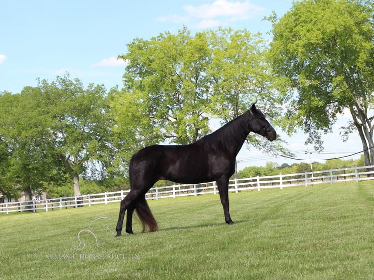 Tennessee walking horse Caballo castrado 13 años 152 cm Negro in Lewisburg,TN