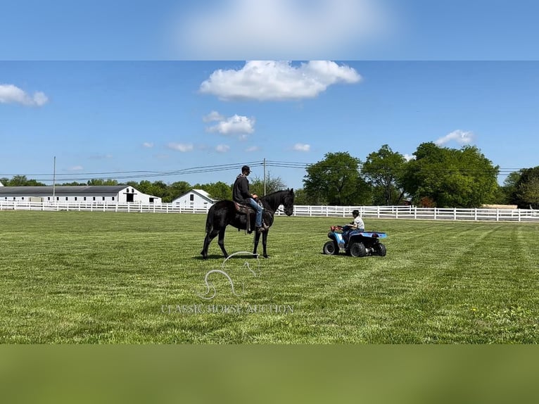 Tennessee walking horse Caballo castrado 13 años 152 cm Negro in Lewisburg,TN