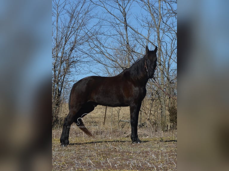 Tennessee walking horse Caballo castrado 13 años 152 cm Negro in Hustonville, KY