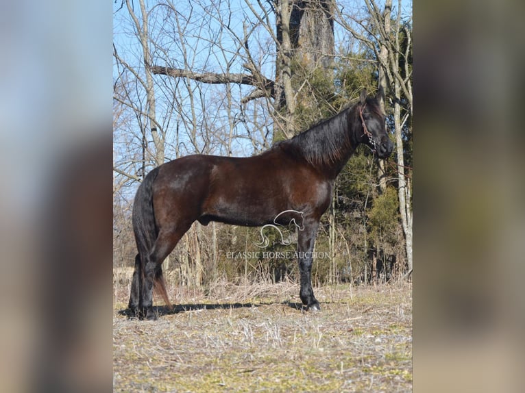 Tennessee walking horse Caballo castrado 13 años 152 cm Negro in Hustonville, KY