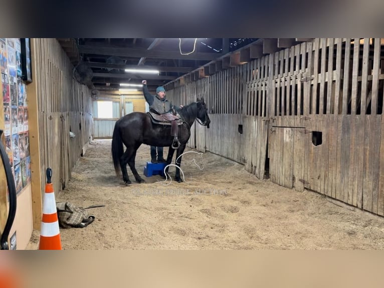 Tennessee walking horse Caballo castrado 13 años 152 cm Negro in Hustonville, KY