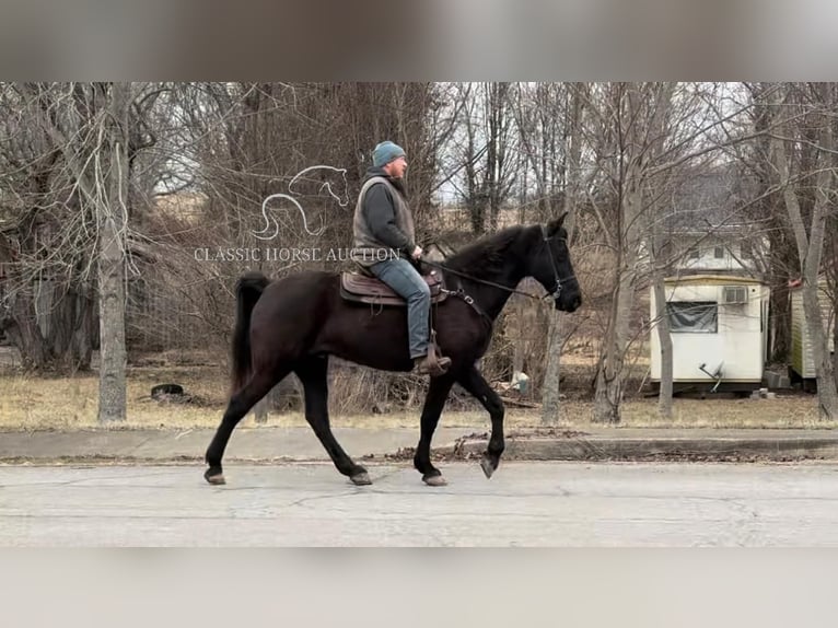 Tennessee walking horse Caballo castrado 13 años 152 cm Negro in Hustonville, KY