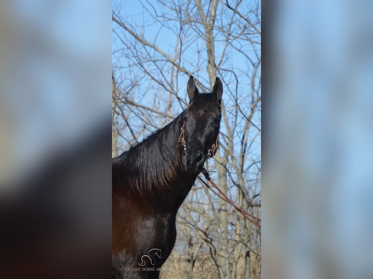 Tennessee walking horse Caballo castrado 13 años 152 cm Negro in Hustonville, KY