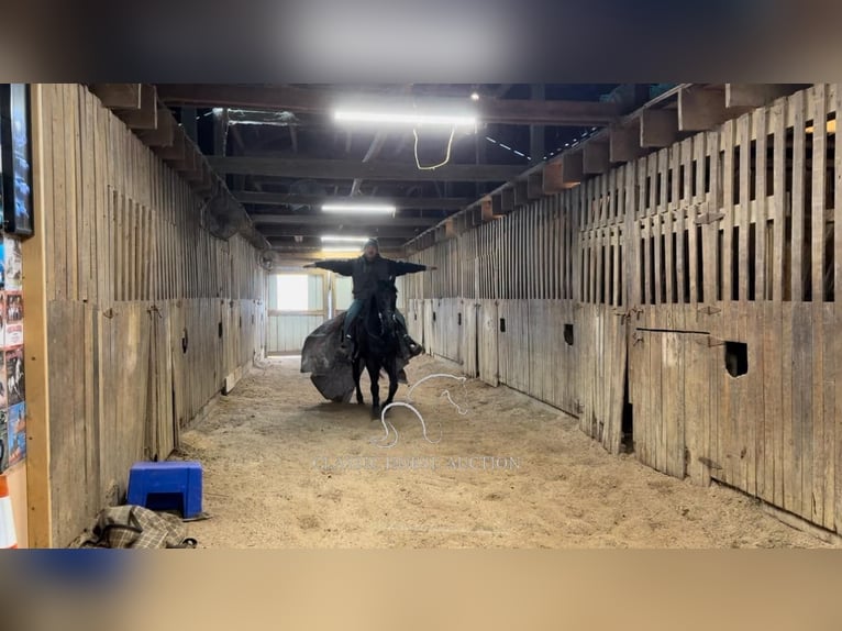 Tennessee walking horse Caballo castrado 13 años 152 cm Negro in Hustonville, KY