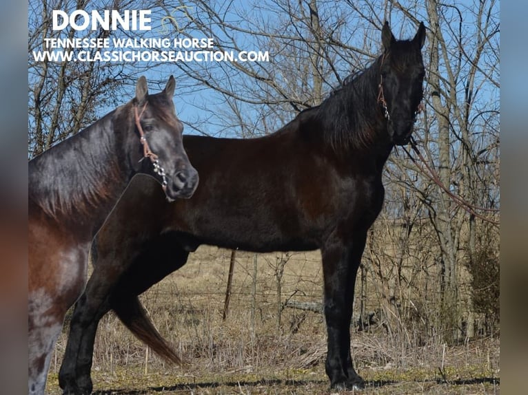 Tennessee walking horse Caballo castrado 13 años 152 cm Negro in Hustonville, KY