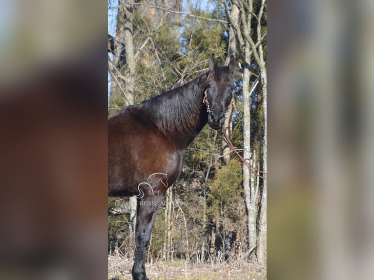 Tennessee walking horse Caballo castrado 13 años 152 cm Negro in Hustonville, KY