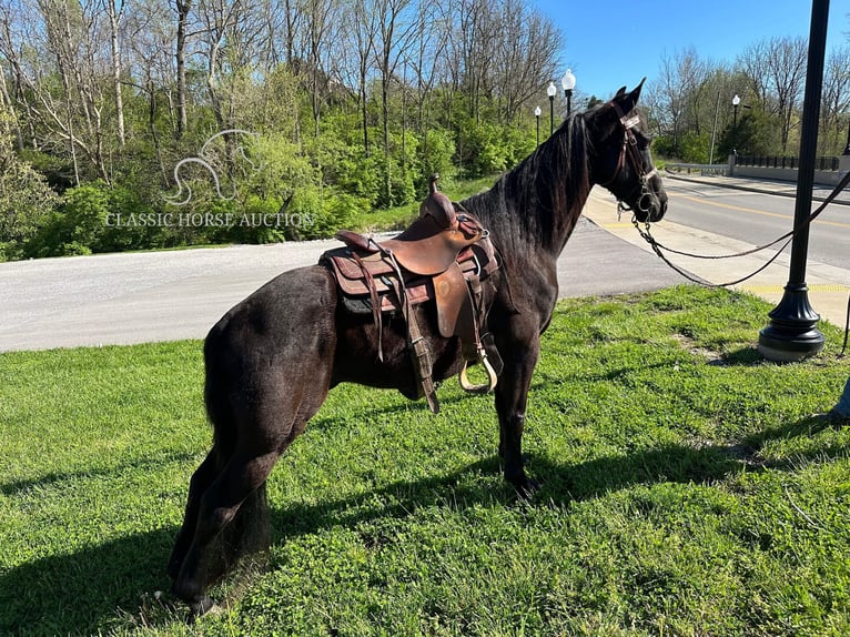 Tennessee walking horse Caballo castrado 13 años 152 cm Negro in Lancaster, KY