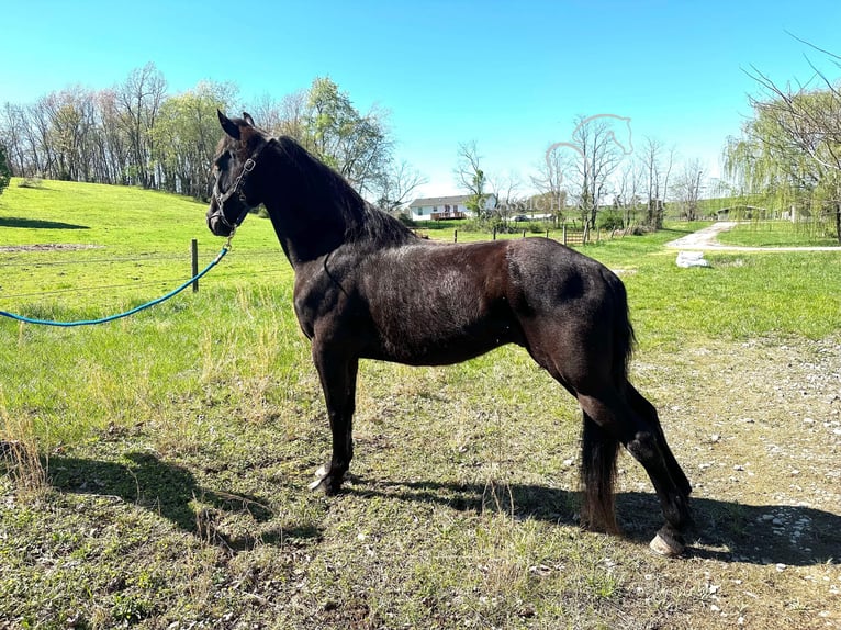 Tennessee walking horse Caballo castrado 13 años 152 cm Negro in Lancaster, KY