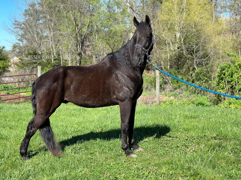 Tennessee walking horse Caballo castrado 13 años 152 cm Negro in Lancaster, KY