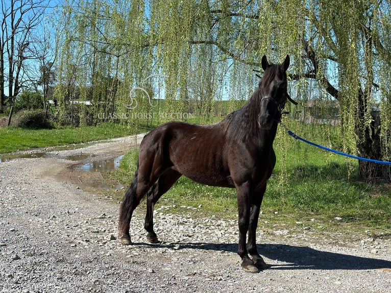 Tennessee walking horse Caballo castrado 13 años 152 cm Negro in Lancaster, KY