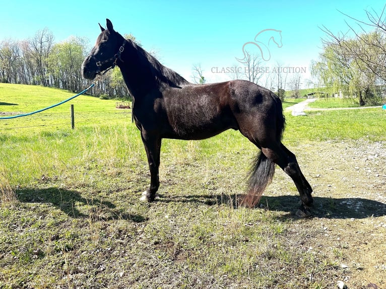 Tennessee walking horse Caballo castrado 13 años 152 cm Negro in Lancaster, KY