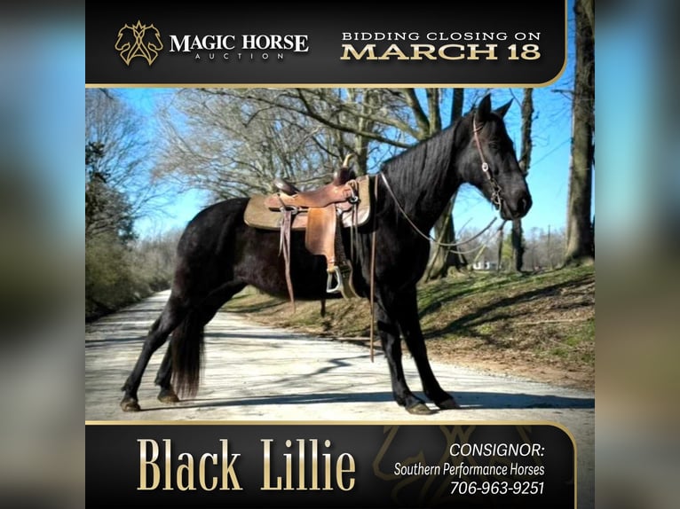 Tennessee walking horse Caballo castrado 13 años 152 cm Negro in Carnesville