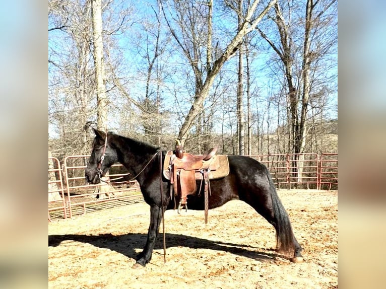 Tennessee walking horse Caballo castrado 13 años 152 cm Negro in Carnesville