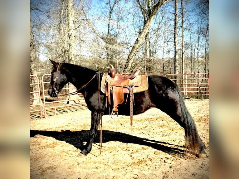 Tennessee walking horse Caballo castrado 13 años 152 cm Negro in Carnesville