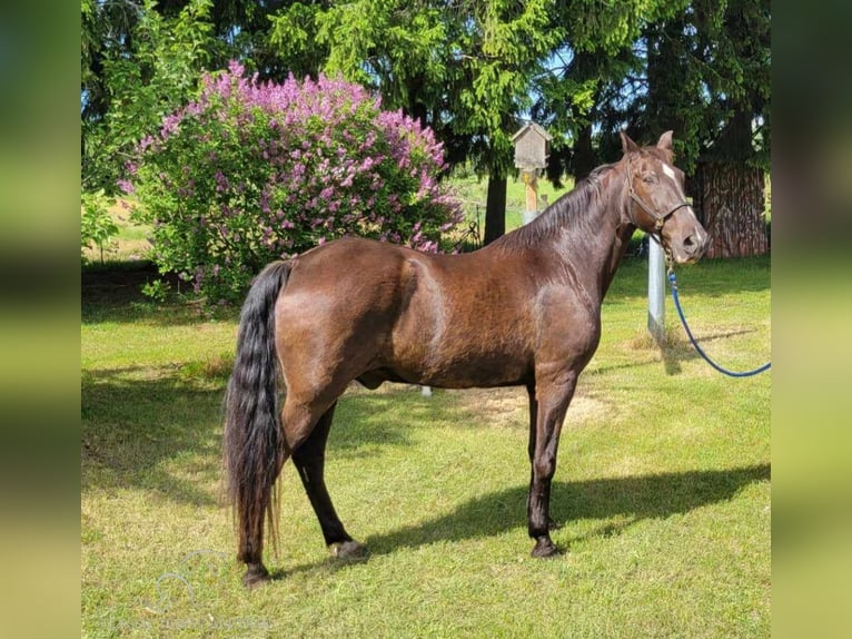 Tennessee walking horse Caballo castrado 13 años 152 cm Negro in Boon, MI