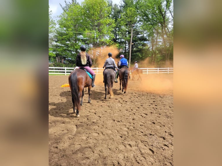 Tennessee walking horse Caballo castrado 13 años 152 cm Negro in Boon, MI