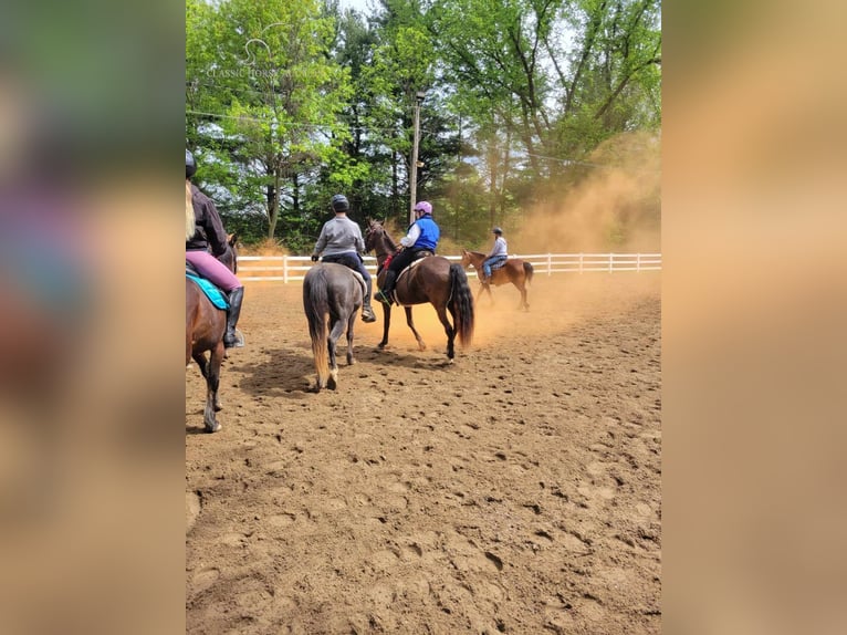 Tennessee walking horse Caballo castrado 13 años 152 cm Negro in Boon, MI