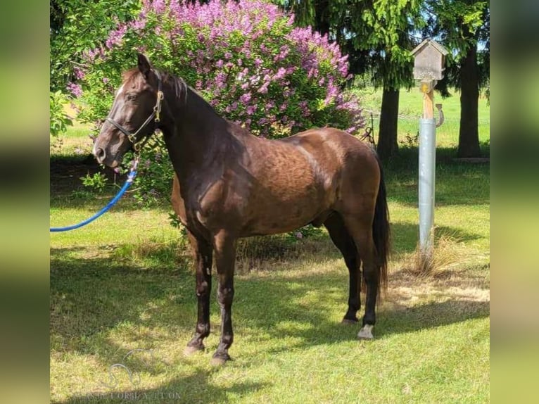 Tennessee walking horse Caballo castrado 13 años 152 cm Negro in Boon, MI