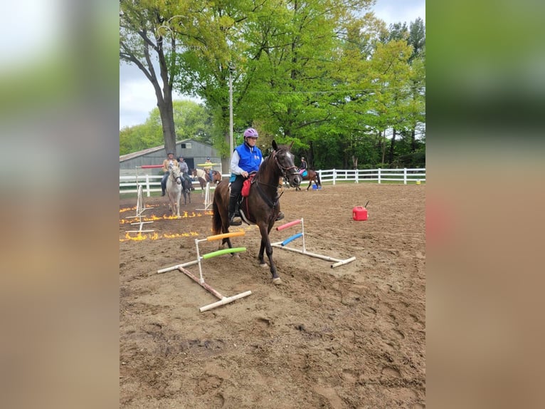 Tennessee walking horse Caballo castrado 13 años 152 cm Negro in Boon, MI