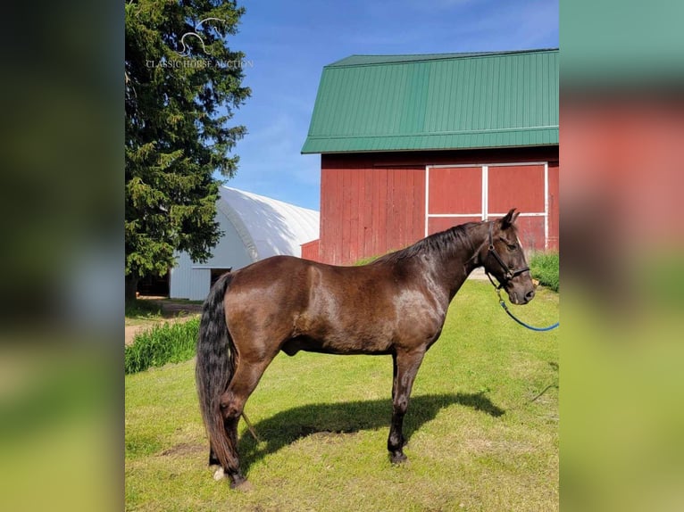 Tennessee walking horse Caballo castrado 13 años 152 cm Negro in Boon, MI