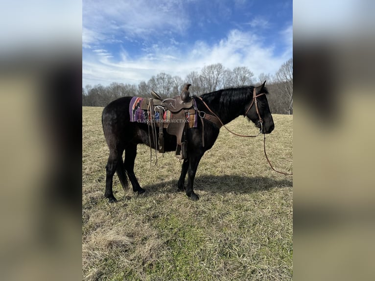 Tennessee walking horse Caballo castrado 13 años 152 cm Negro in Tompkinsville, KY