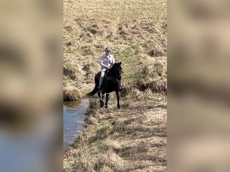 Tennessee walking horse Caballo castrado 13 años 152 cm Negro in Tompkinsville, KY