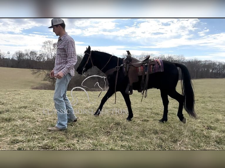 Tennessee walking horse Caballo castrado 13 años 152 cm Negro in Tompkinsville, KY